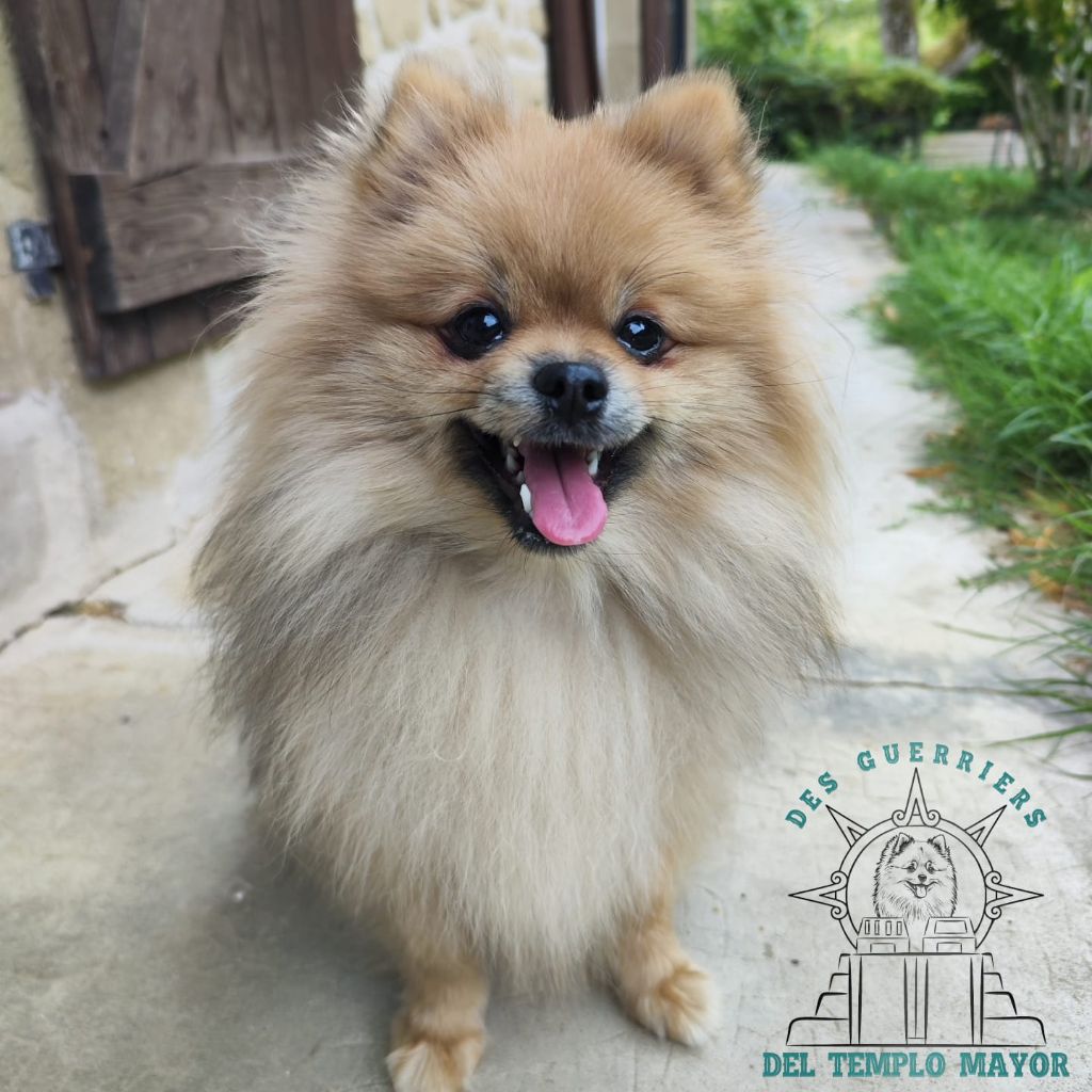 Tendre gaïa De sand-pam