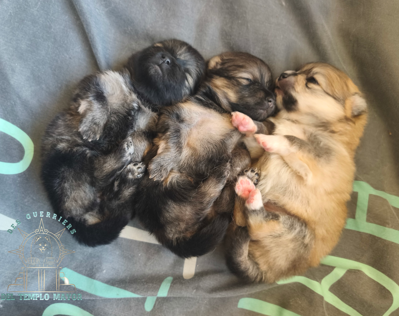 Des Guerriers Del Templo Mayor - Spitz allemand - Portée née le 23/02/2026