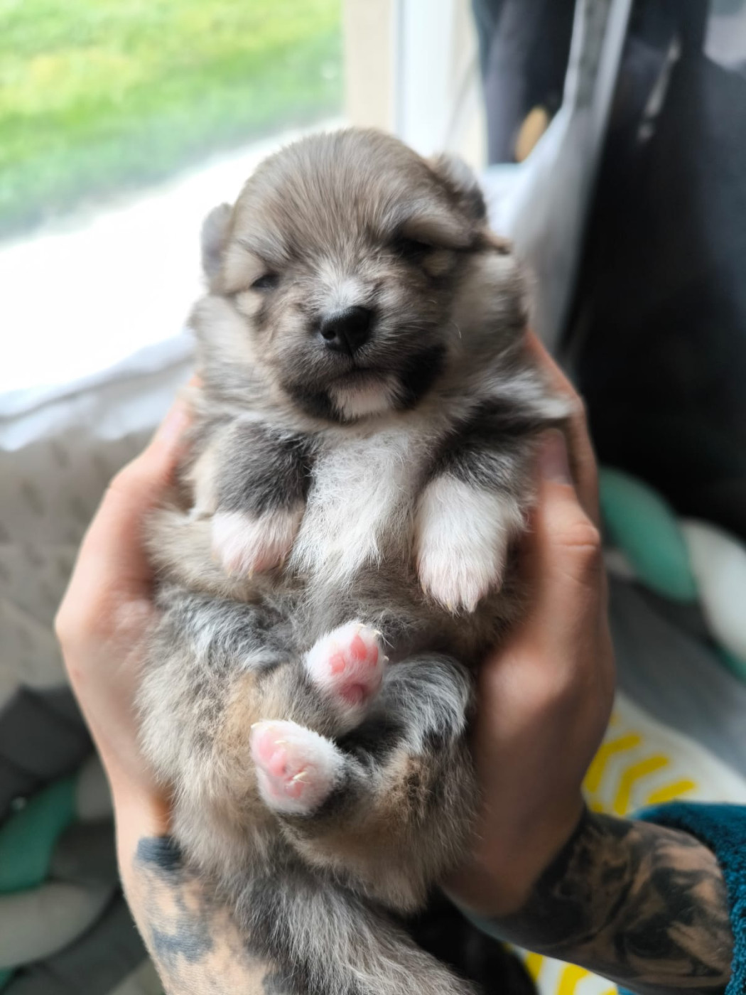 Des Guerriers Del Templo Mayor - Chiots disponibles - Spitz allemand