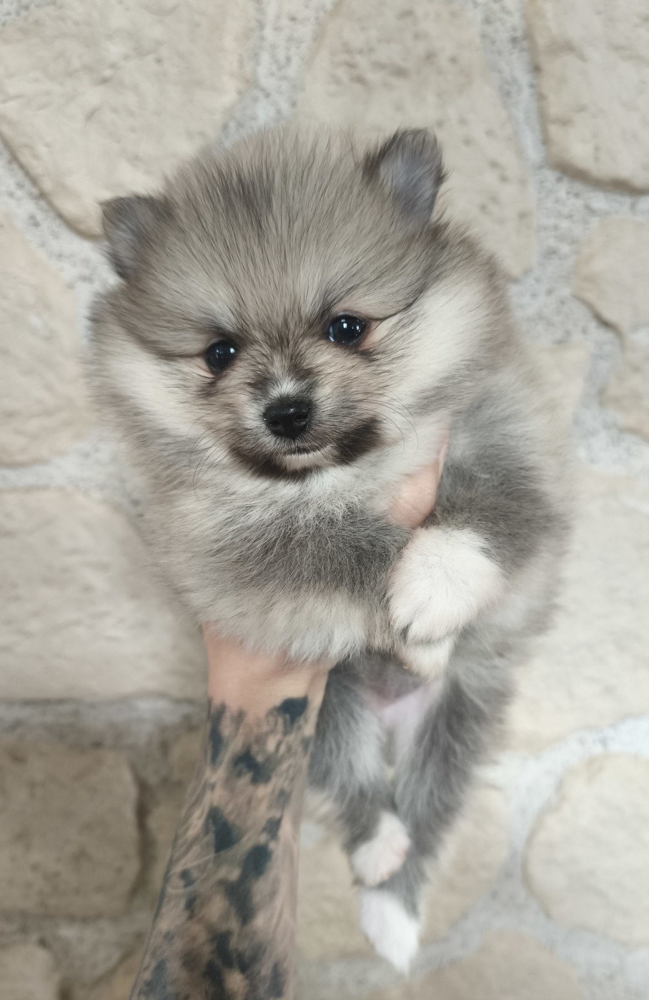 Des Guerriers Del Templo Mayor - Chiots disponibles - Spitz allemand