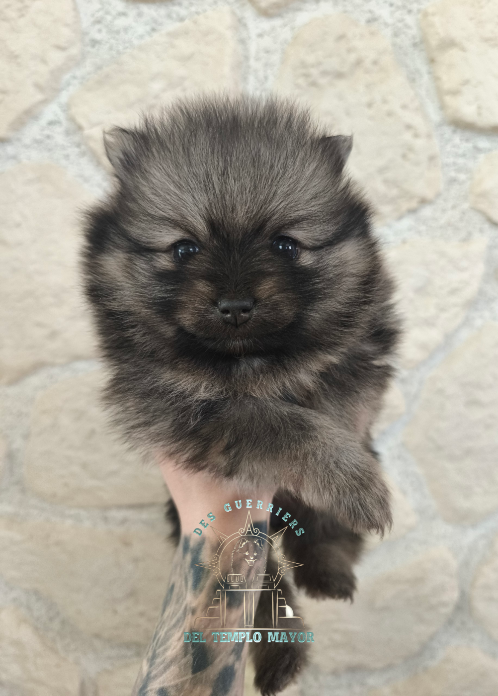 Des Guerriers Del Templo Mayor - Chiots disponibles - Spitz allemand