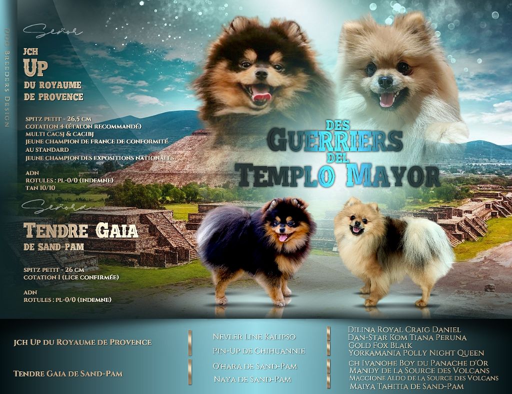 Chiot Spitz allemand Des Guerriers Del Templo Mayor